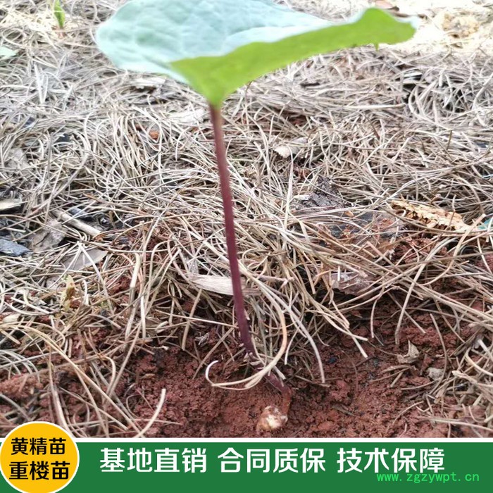 鑫燎三农 新品重楼苗批发   重楼种苗基地 七叶一枝花基地云南重楼苗价格图4