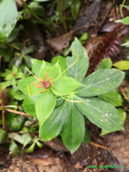 状元 滇重楼/华重楼/七叶一枝花/重楼种苗图3