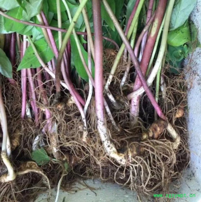 状元 滇重楼/华重楼/七叶一枝花/重楼种苗图2