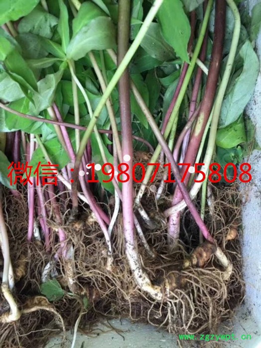 状元 滇重楼/华重楼/七叶一枝花/重楼种苗图6