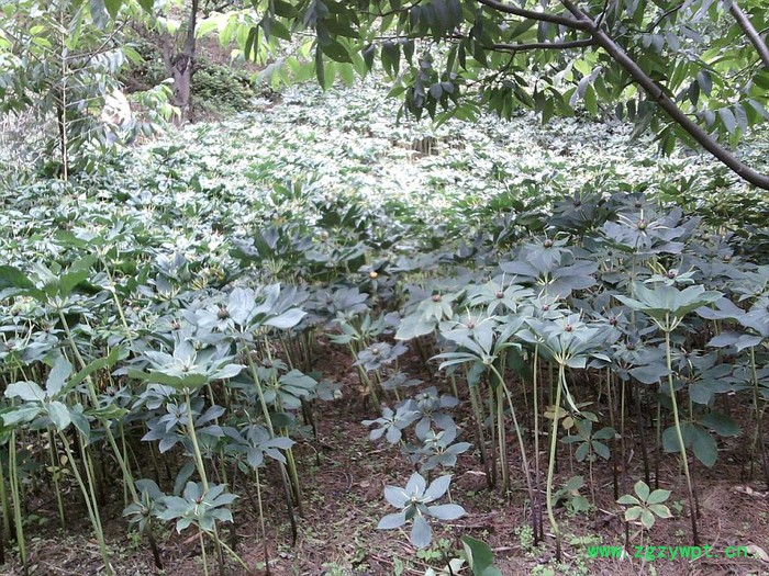 供应滇 重楼滇涵1号重楼图2