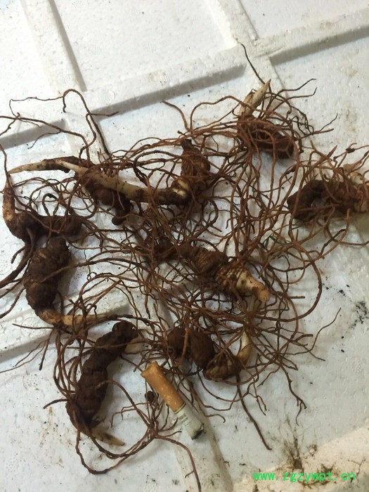 供应滇 重楼滇涵1号重楼图8