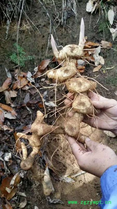 供应滇 重楼滇涵1号重楼图3