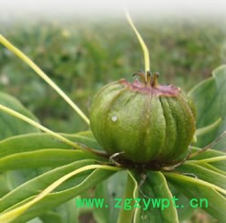 供应滇 重楼滇涵1号重楼