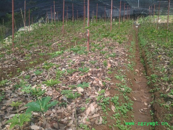 恩润生物 重楼图3