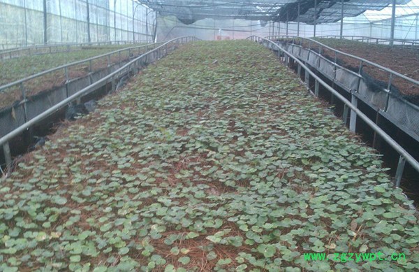 恩润生物 重楼图2