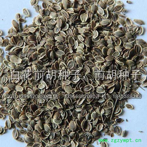 前胡种子 白花前胡种子价格 改良白花前胡籽批发图4