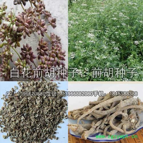 前胡种子 白花前胡种子价格 改良白花前胡籽批发图2