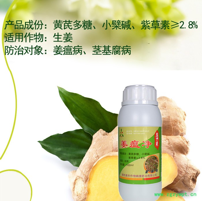 生姜黄枯叶的原因及防治方法 姜瘟净图2