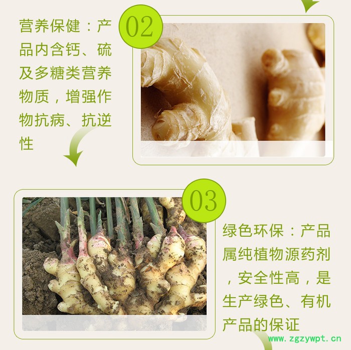 生姜黄枯叶的原因及防治方法 姜瘟净图8