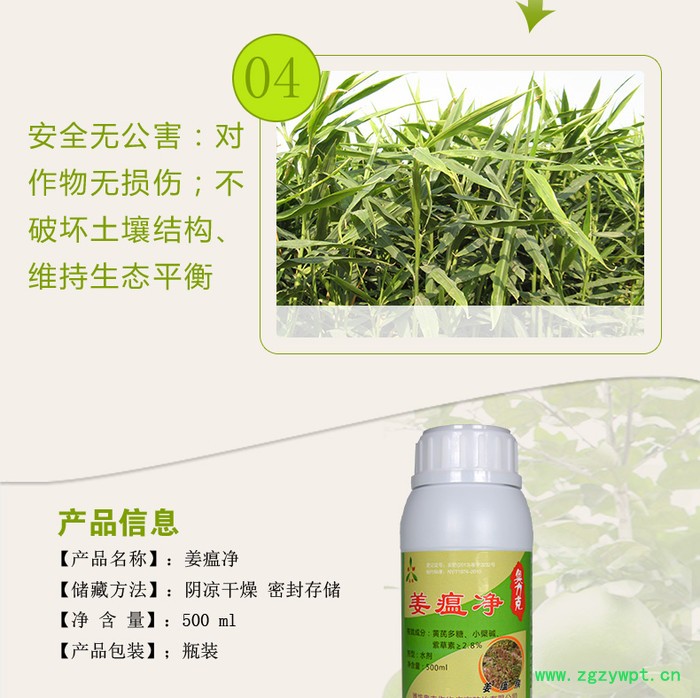 生姜黄枯叶的原因及防治方法 姜瘟净图6