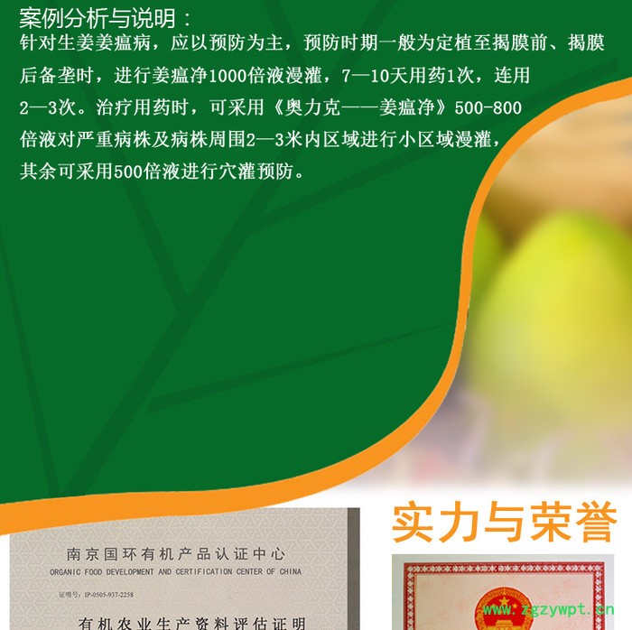 生姜黄枯叶的原因及防治方法 姜瘟净图4