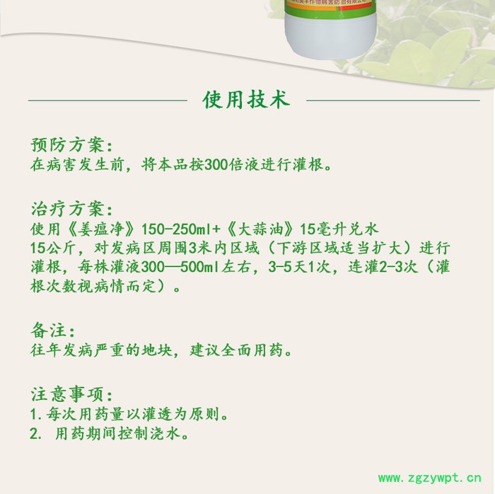 生姜黄枯叶的原因及防治方法 姜瘟净图7