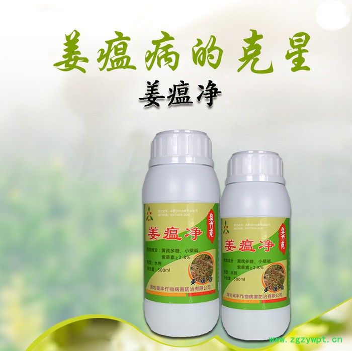 生姜黄枯叶的原因及防治方法 姜瘟净图3