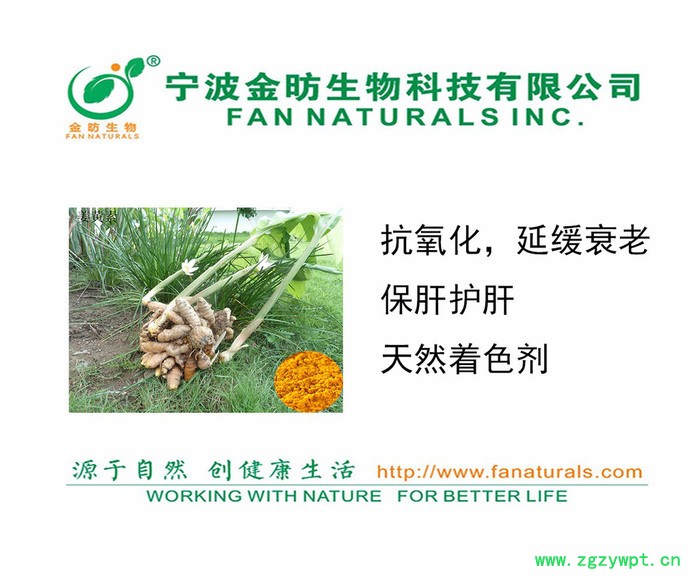 姜黄提取物、姜黄素TURMERIC EXTRACT、CURCUMIN植物原药材图2