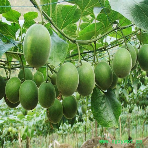 供应人参鹿茸热泵烘干机 红参烘干机 西洋参烘干机 中药材烘干机 热泵烘干机图2