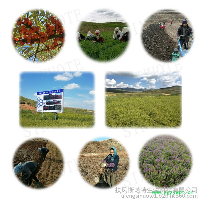 斯诺特 葛根提取物 葛根粉 厂家供应 包邮图6