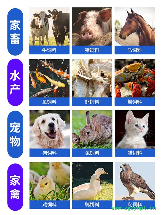 板蓝根葛根粉制粒机 家禽养殖鸡鸭牛羊颗粒机谷类豆类颗粒机 葛根颗粒机图2