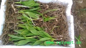 中药材种植白芨种苗白芨芽苗白芨茎块图5