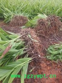 中药材种植白芨种苗白芨芽苗白芨茎块图6