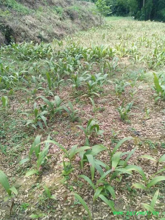 中药材种植白芨种苗白芨芽苗白芨茎块图3