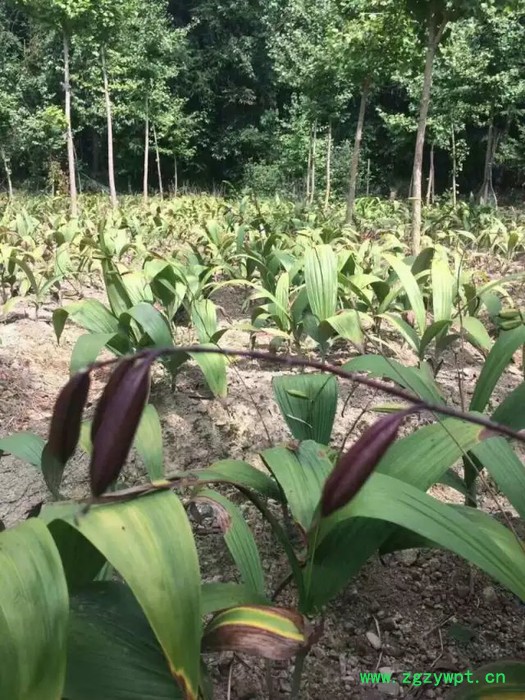 中药材种植白芨种苗白芨芽苗白芨茎块图4