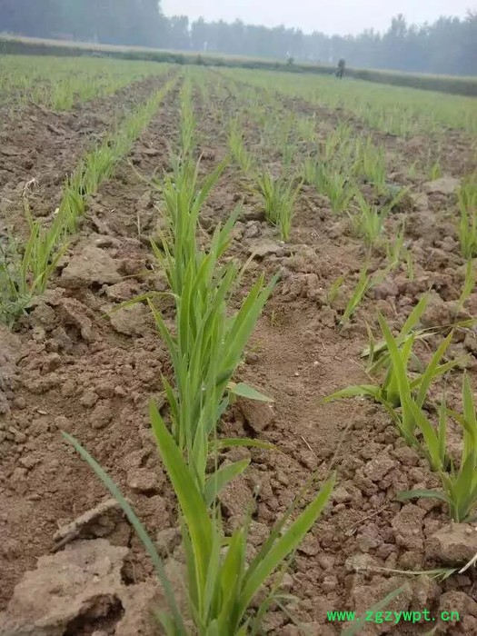 中药材种植白芨种苗白芨芽苗白芨茎块图2