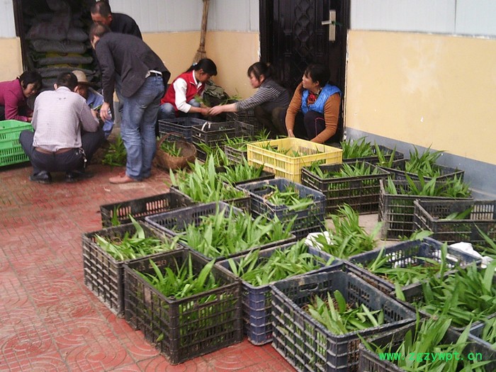 出售白芨种苗白芨种子提供白芨种植指导图2
