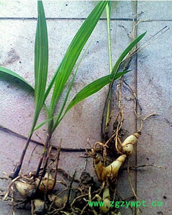 出售白芨种苗白芨种子提供白芨种植指导