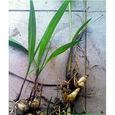 出售白芨种苗白芨种子提供白芨种植指导