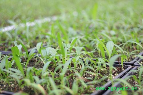 重庆四川贵州白芨种苗紫花三叉小白芨白芨种植技术基地黄精图2