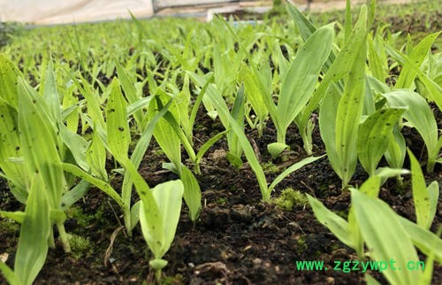 重庆四川贵州白芨种苗紫花三叉小白芨白芨种植技术基地黄精图7