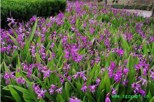 重庆四川贵州白芨种苗紫花三叉小白芨白芨种植技术基地黄精图5