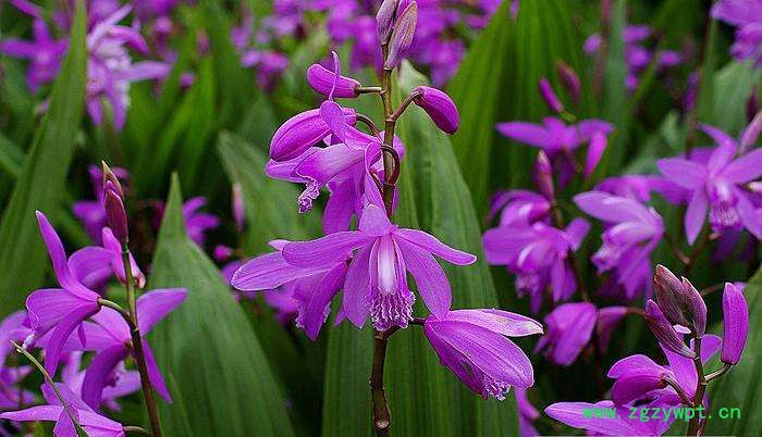 重庆四川贵州白芨种苗紫花三叉小白芨白芨种植技术基地黄精图4