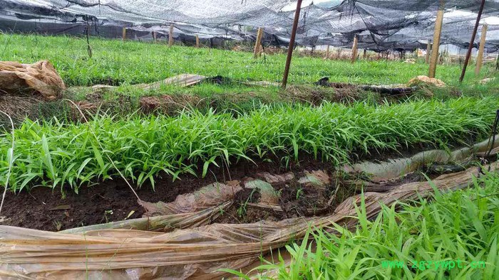 重庆四川贵州白芨种苗紫花三叉小白芨白芨种植技术基地黄精图8