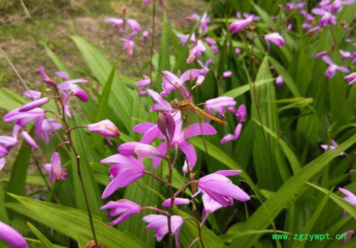 重庆四川贵州白芨种苗紫花三叉小白芨白芨种植技术基地黄精图3