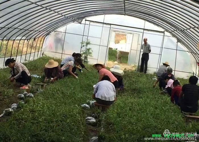 重庆四川贵州白芨种苗紫花三叉小白芨白芨种植技术基地黄精图6