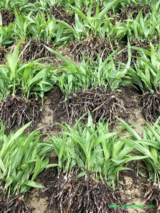 白芨种苗/白芨苗/紫花三叉大白芨/白及苗/紫花白芨图2