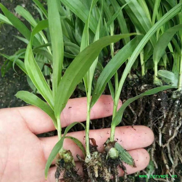 白芨种苗/白芨苗/紫花三叉大白芨/白及苗/紫花白芨图4