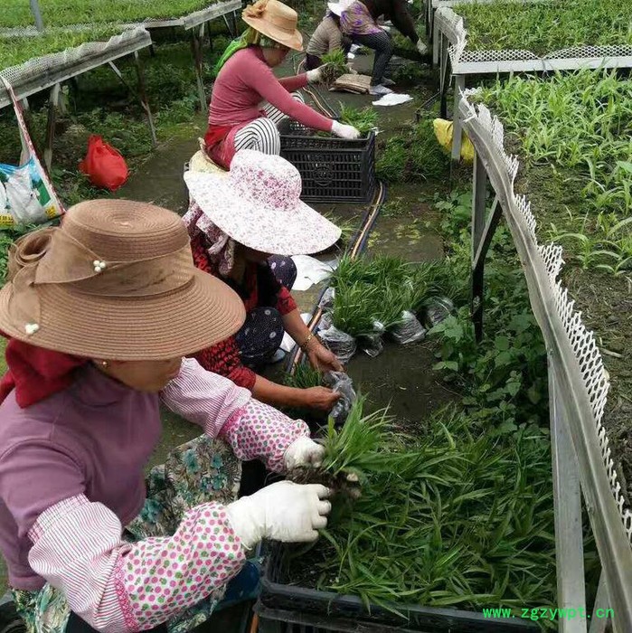 白芨种苗/白芨苗/紫花三叉大白芨/白及苗/紫花白芨图5