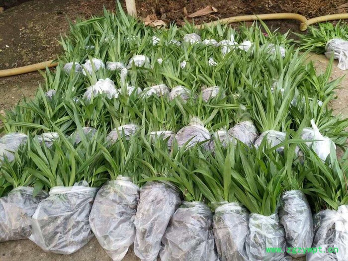 白芨种苗/白芨苗/紫花三叉大白芨/白及苗/紫花白芨图3