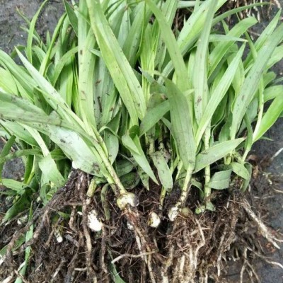 白芨种苗/白芨苗/紫花三叉大白芨/白及苗/紫花白芨