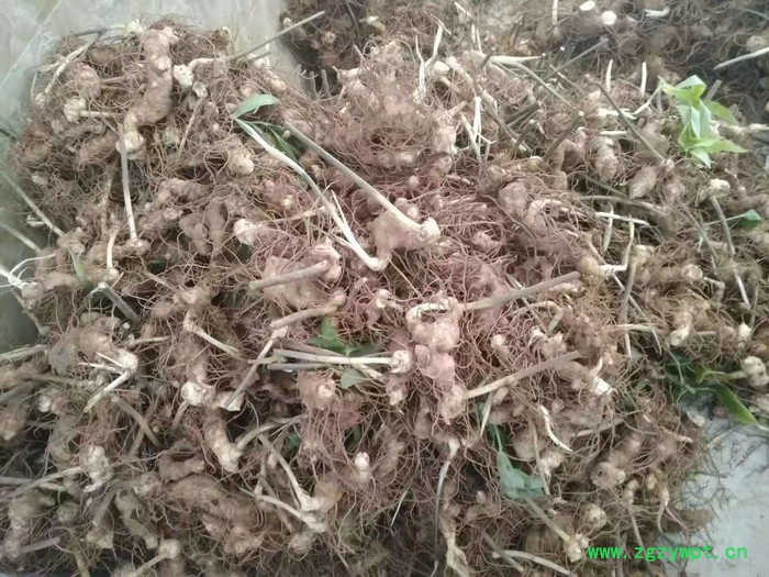 中药材种植 白芨