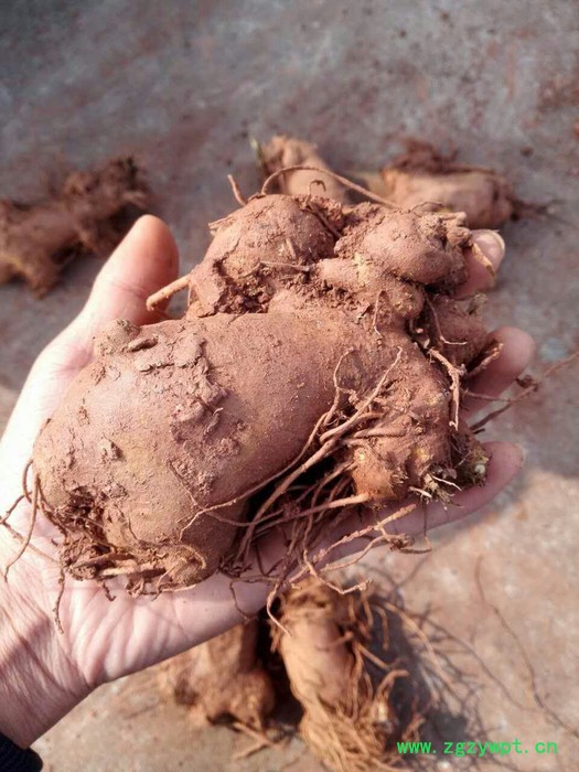 百科 黄精种苗 白芨种苗基地直发量大从优图2