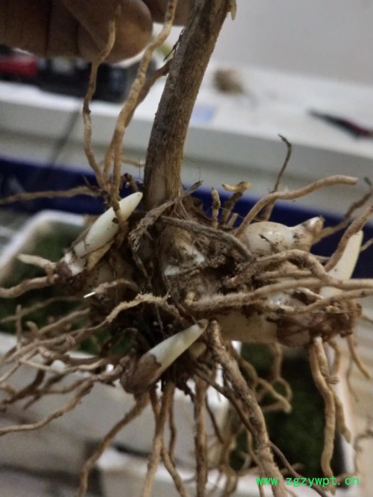 百科 黄精种苗 白芨种苗基地直发量大从优图4