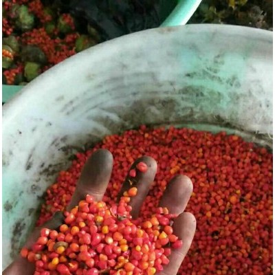 百科 黄精种苗 白芨种苗基地直发量大从优