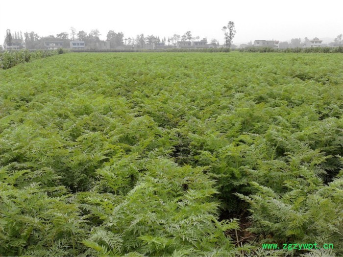 百科 黄精种苗 白芨种苗基地直发量大从优图3