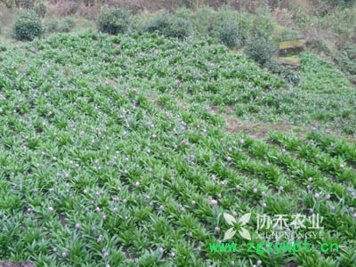 种植白芨中药材，无需经验收入高，年入十万不是梦图4