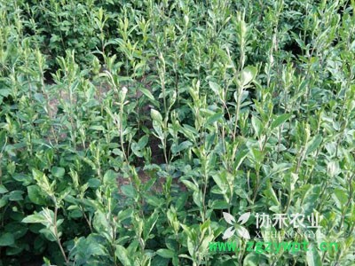 种植白芨中药材，无需经验收入高，年入十万不是梦图2