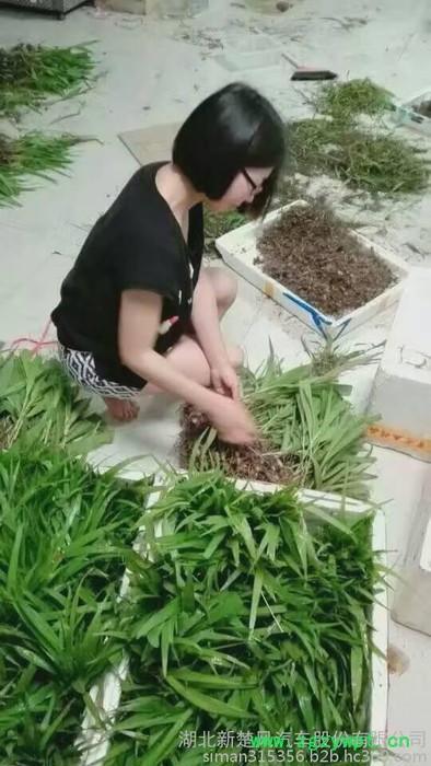 药材基地一手供应 正宗紫花三叉白芨种苗 白芨芽块 白芨块茎图2
